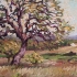 Old Oak