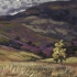Vetch II